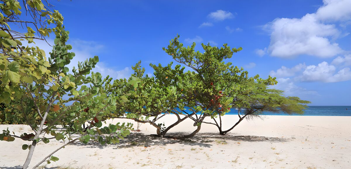 Leafy shade on a sunlit beach