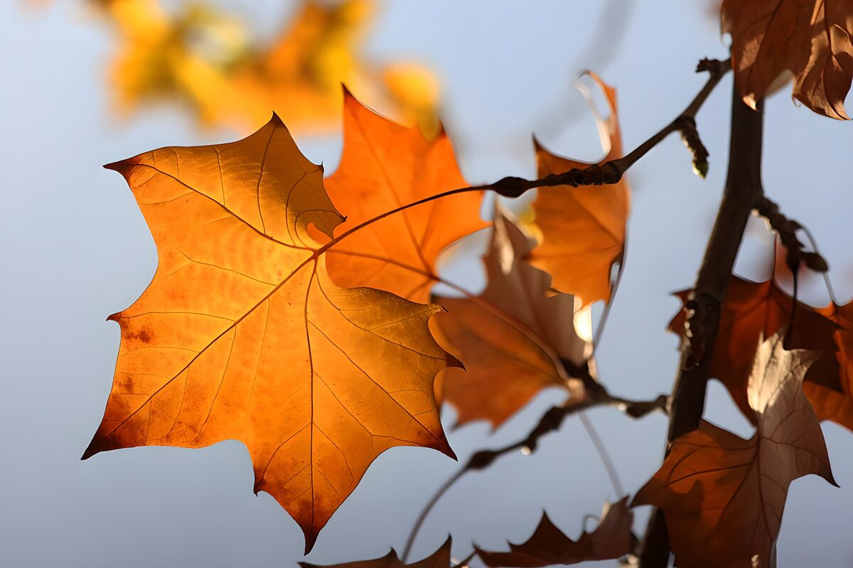 Sunlit orange leaves on dark branches