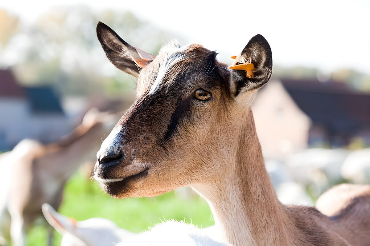 Tan goat portrait in bright daylight