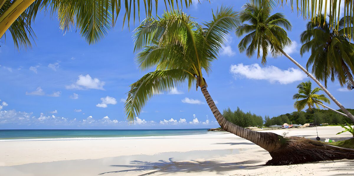 Leaning palms on a sunlit beach
