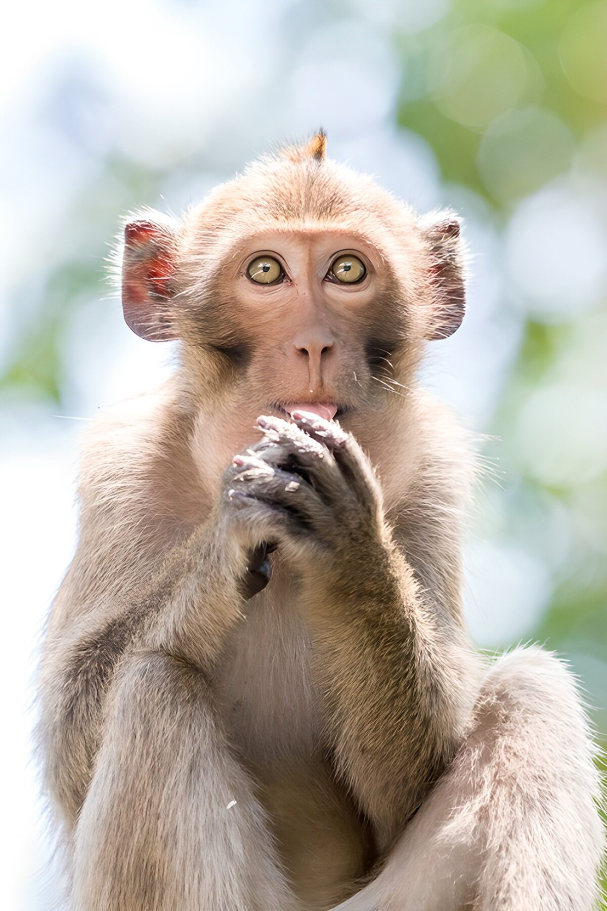 Curious monkey with hands beneath its mouth