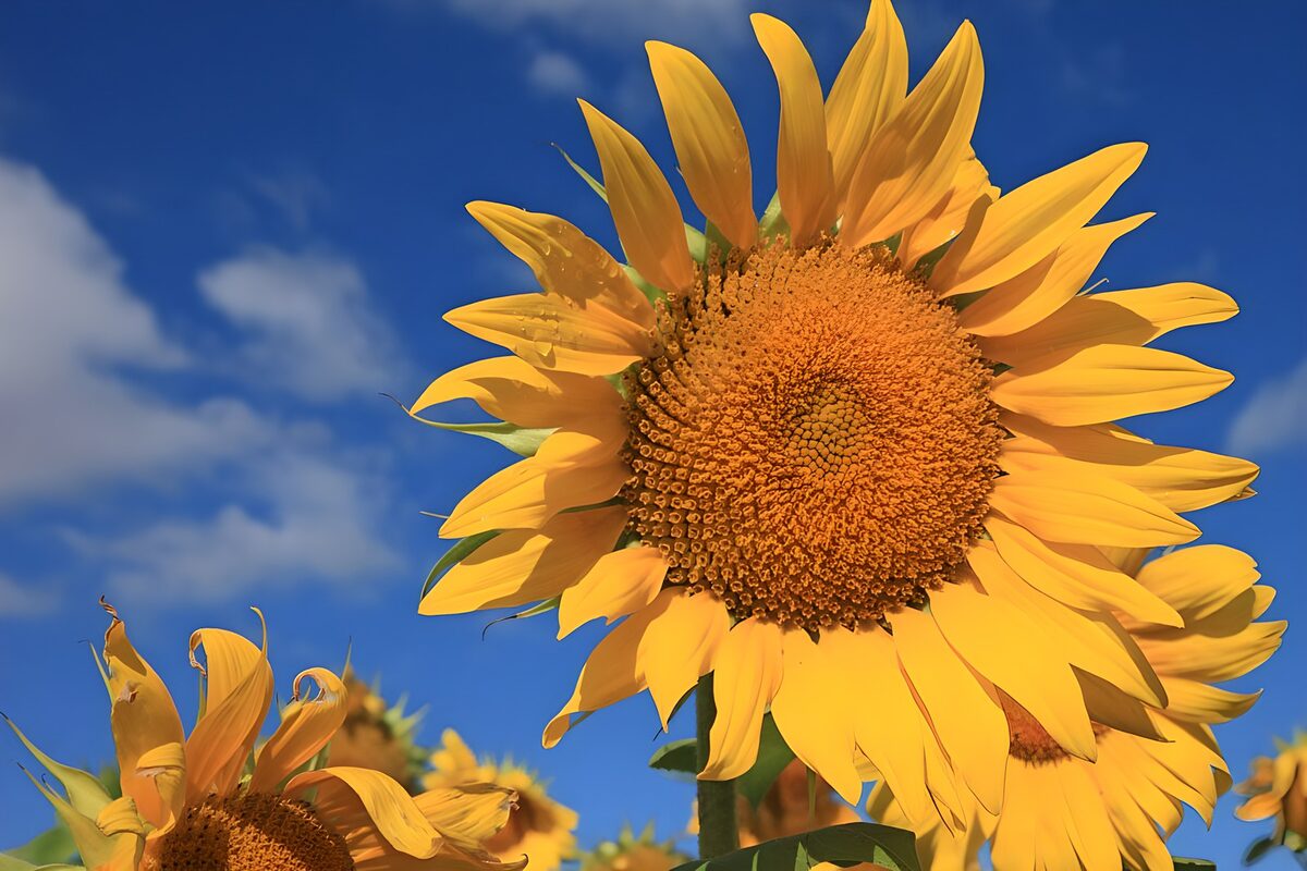 Sunflowers drinking in the summer light