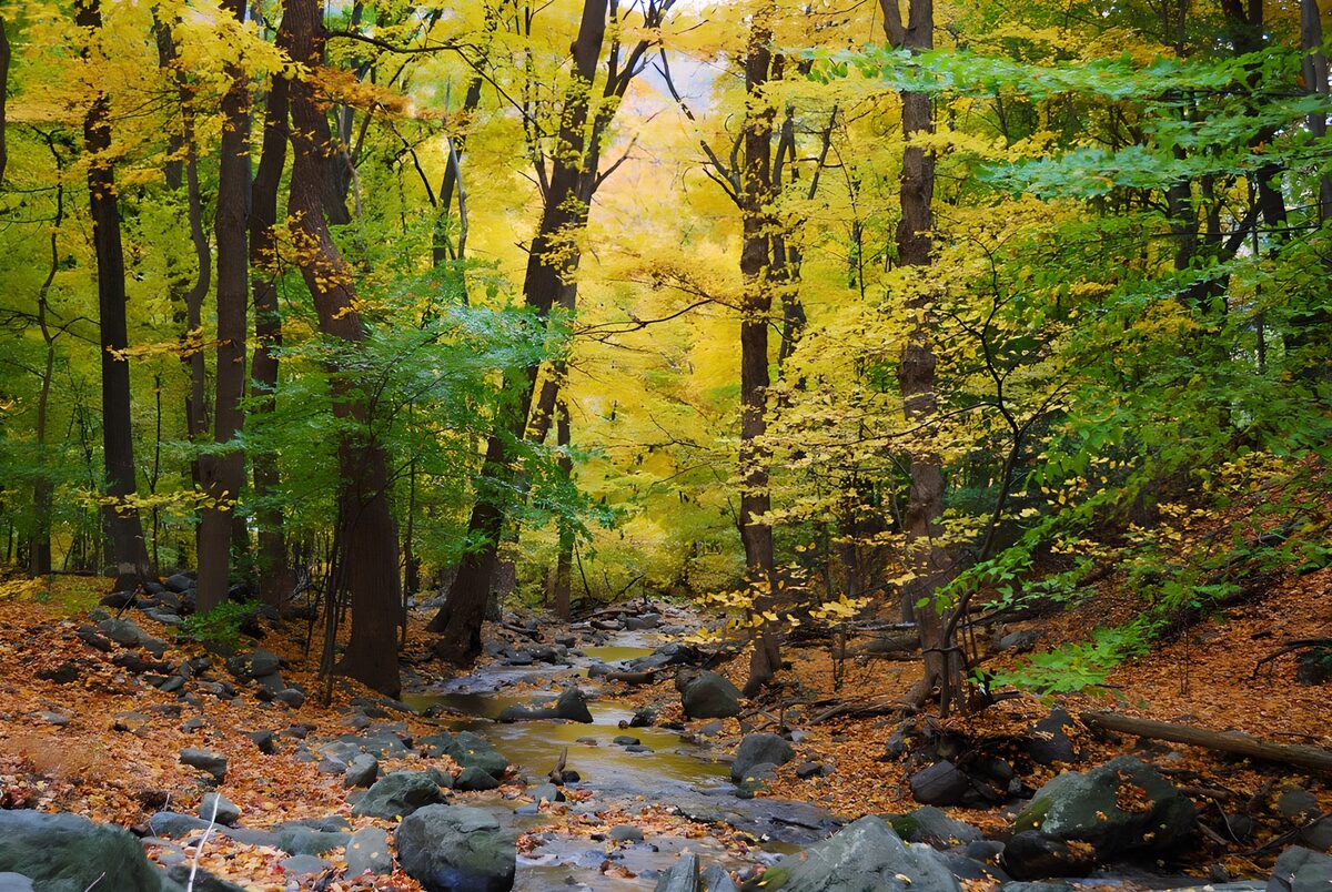Rocky stream beneath yellow autumn leaves