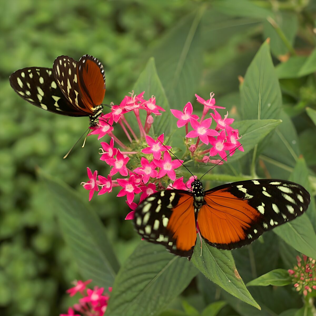 Two butterflies on vivid pink flowers