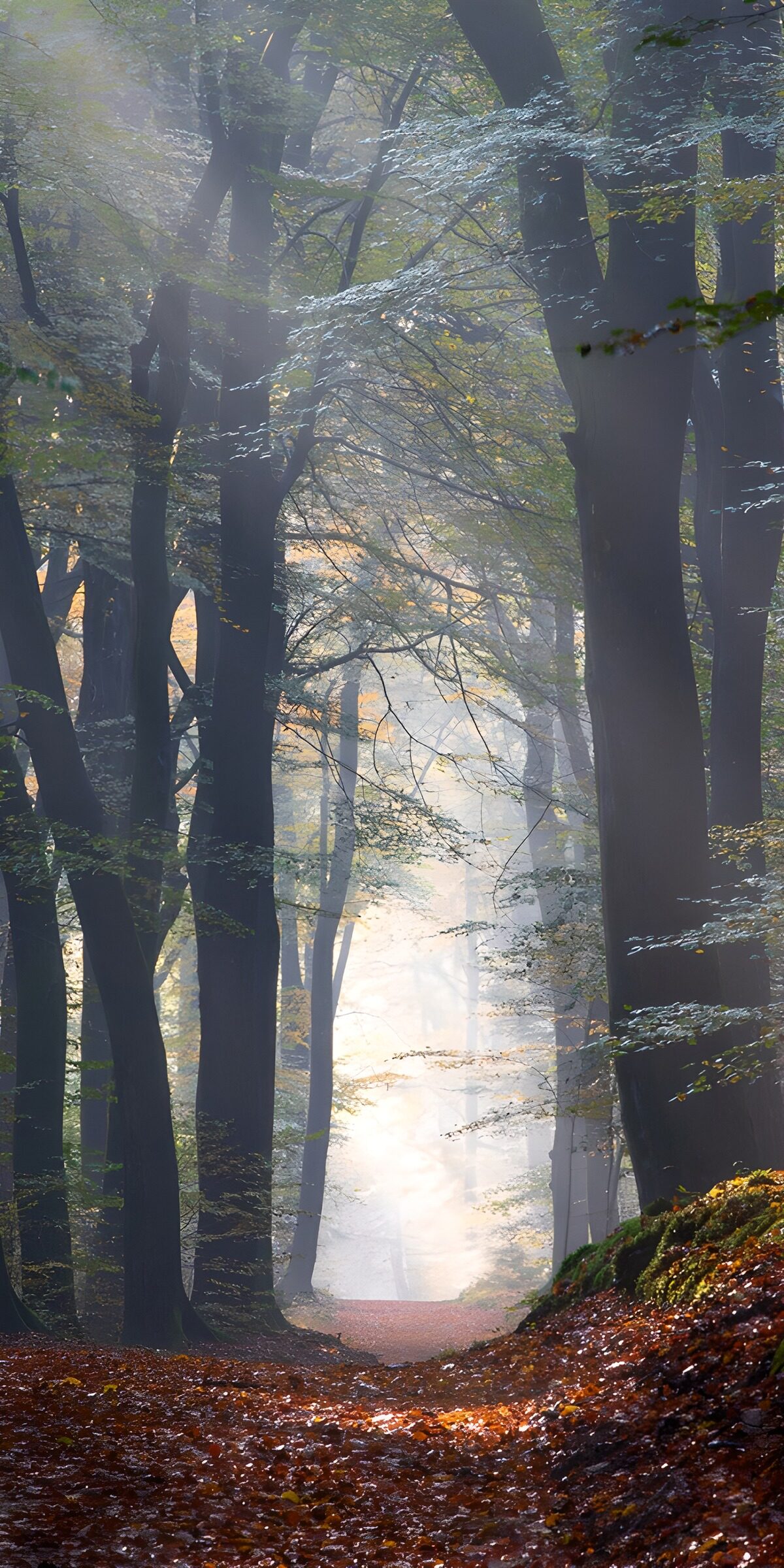 Misty forest path in autumn light
