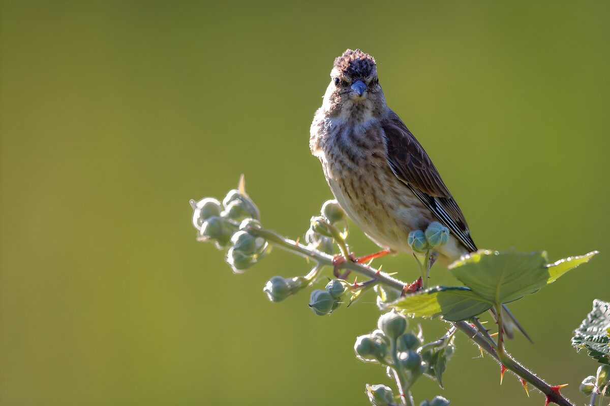 Sunlit songbird on a berry branch