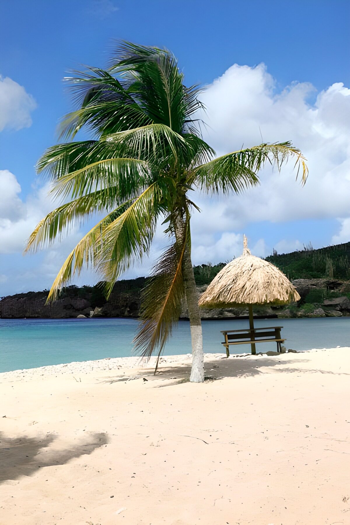 Quiet beach with a palm and parasol