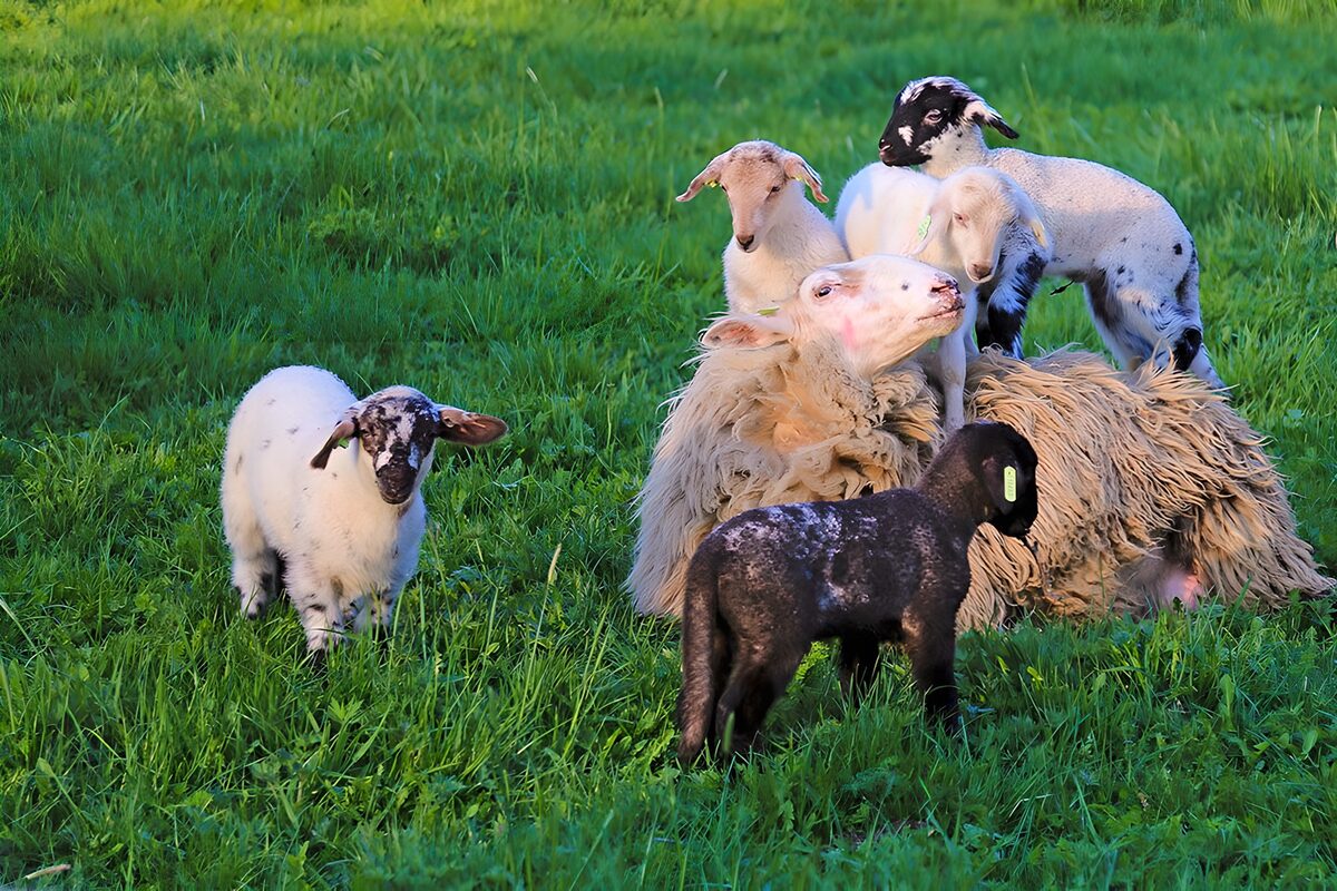 Shaggy sheep and lambs in the sunshine
