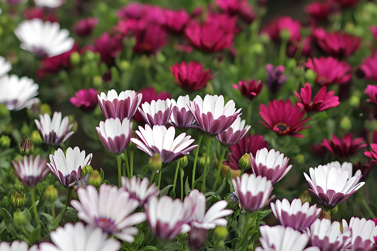 White, pink and purple daisies in bloom
