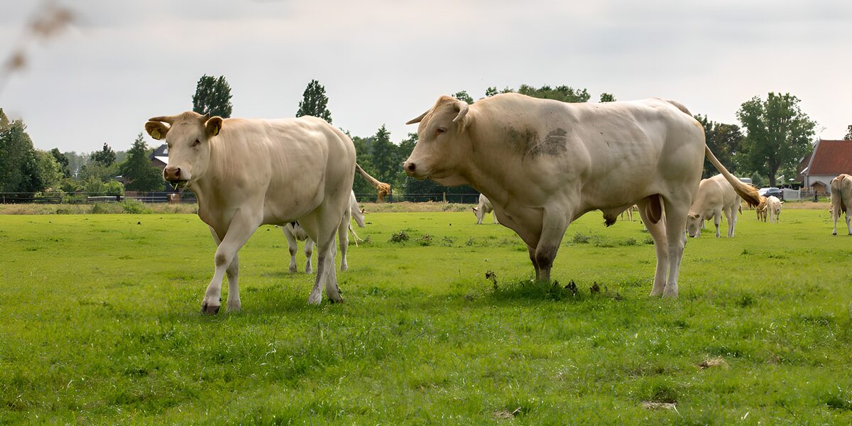 Cream-white cattle in a quiet pasture
