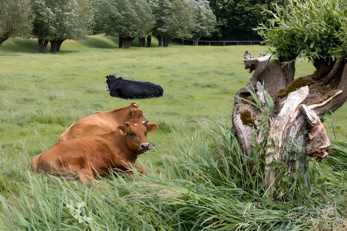 Three cows resting beside an old tree