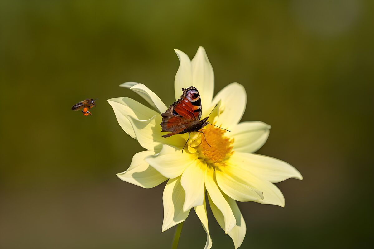 Peacock butterfly on a sunlit cream dahlia