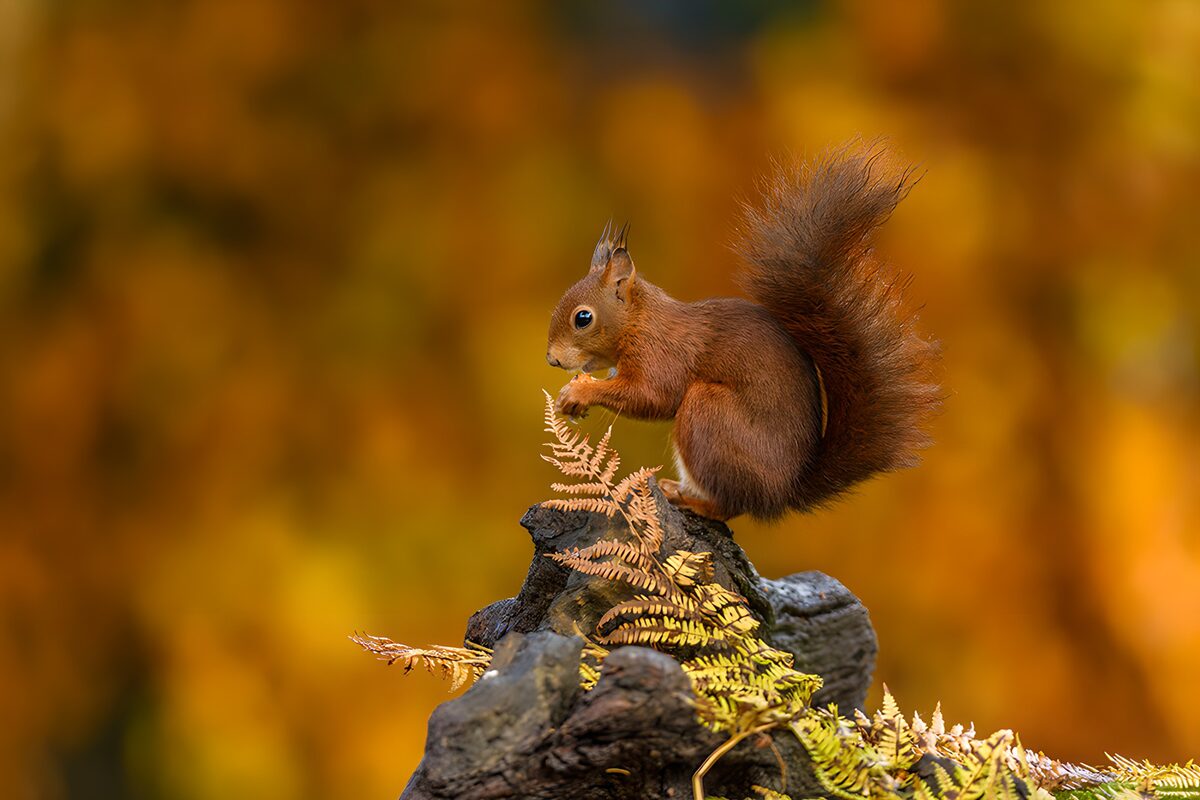 Red squirrel on an autumn stump