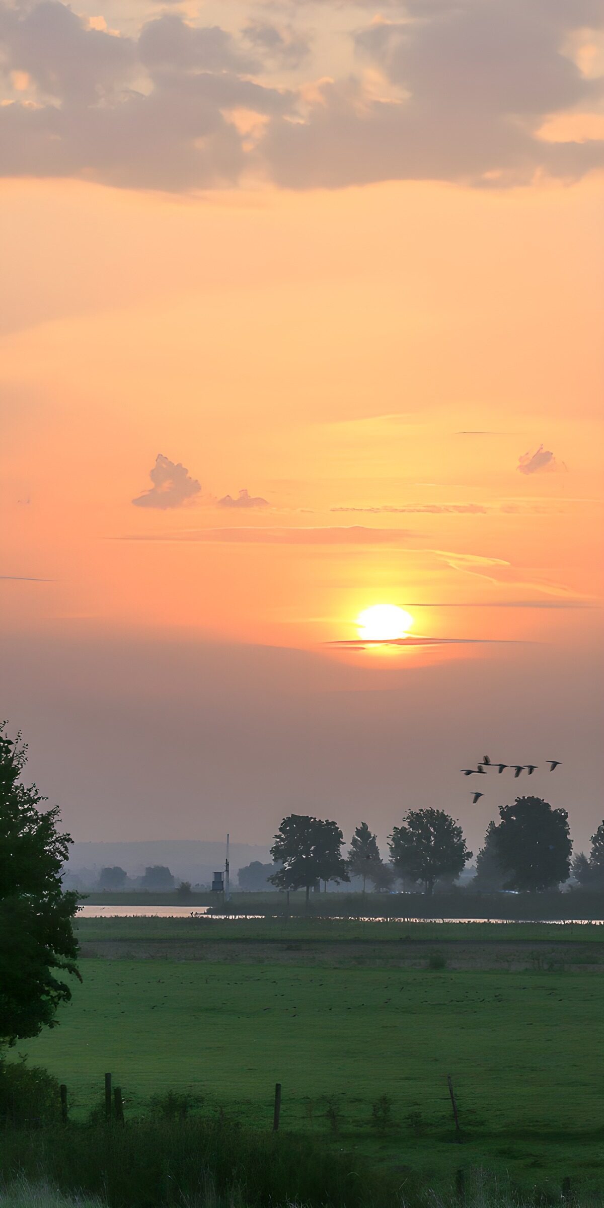 Low sun and geese over green fields