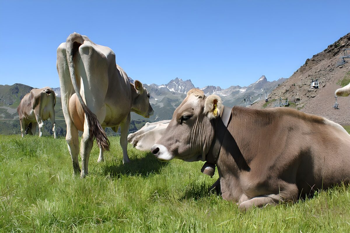 Cows resting in a sunny mountain meadow