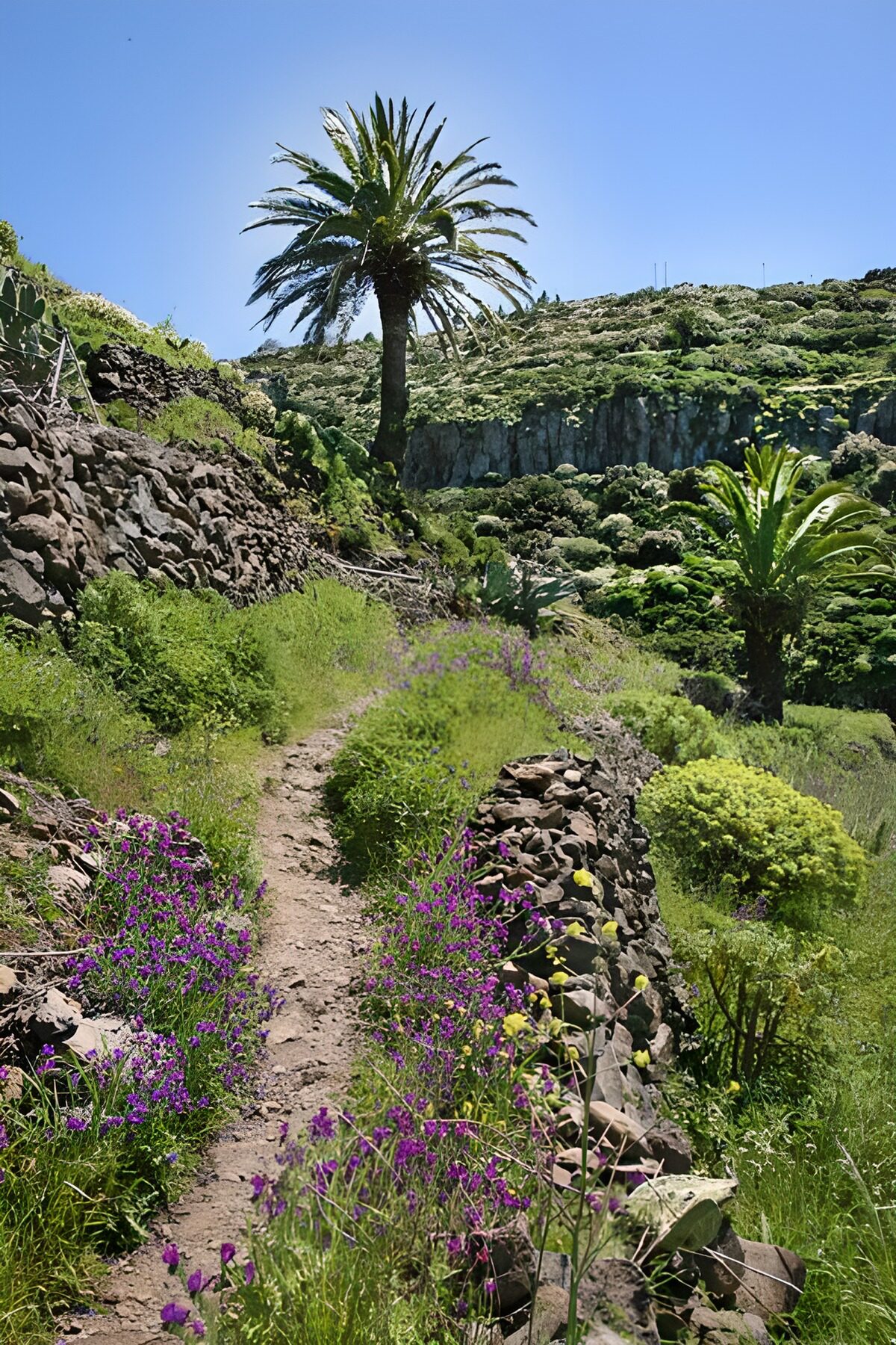 Sunlit hillside path with palms and flowers