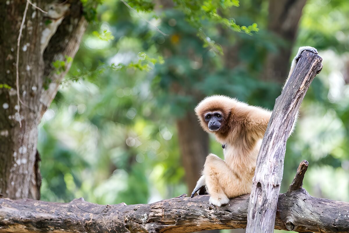 Golden gibbon on a weathered branch
