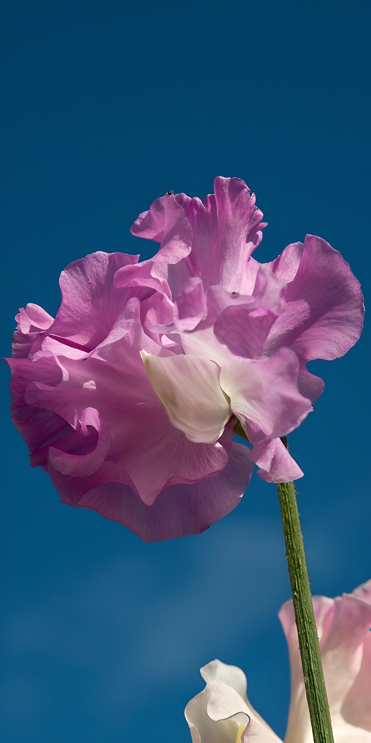 Pink and lilac sweet pea in bright light