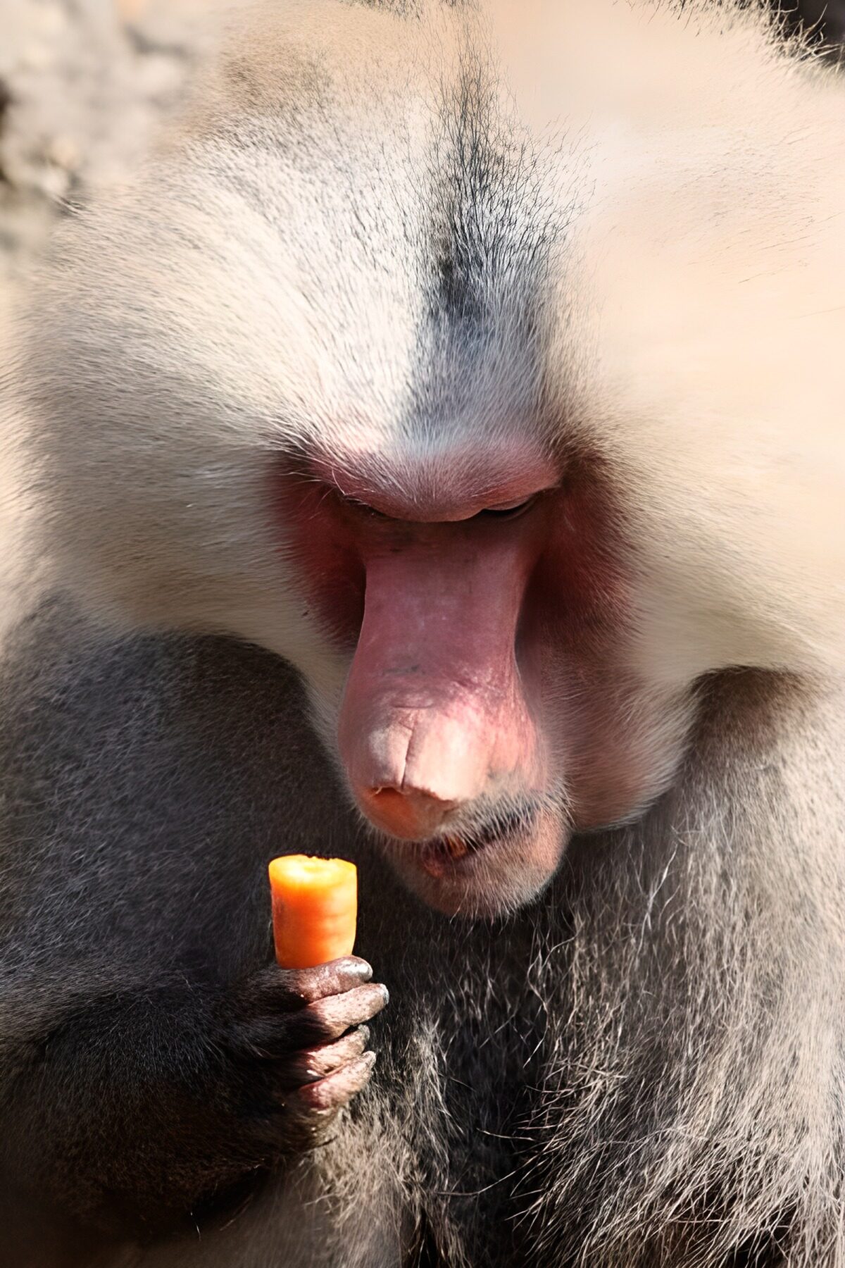 Baboon with a carrot in the sunshine