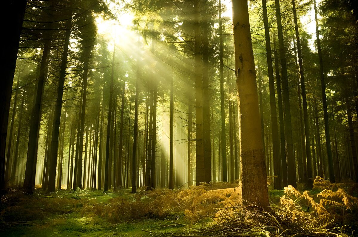 Golden sunbeams in a conifer forest