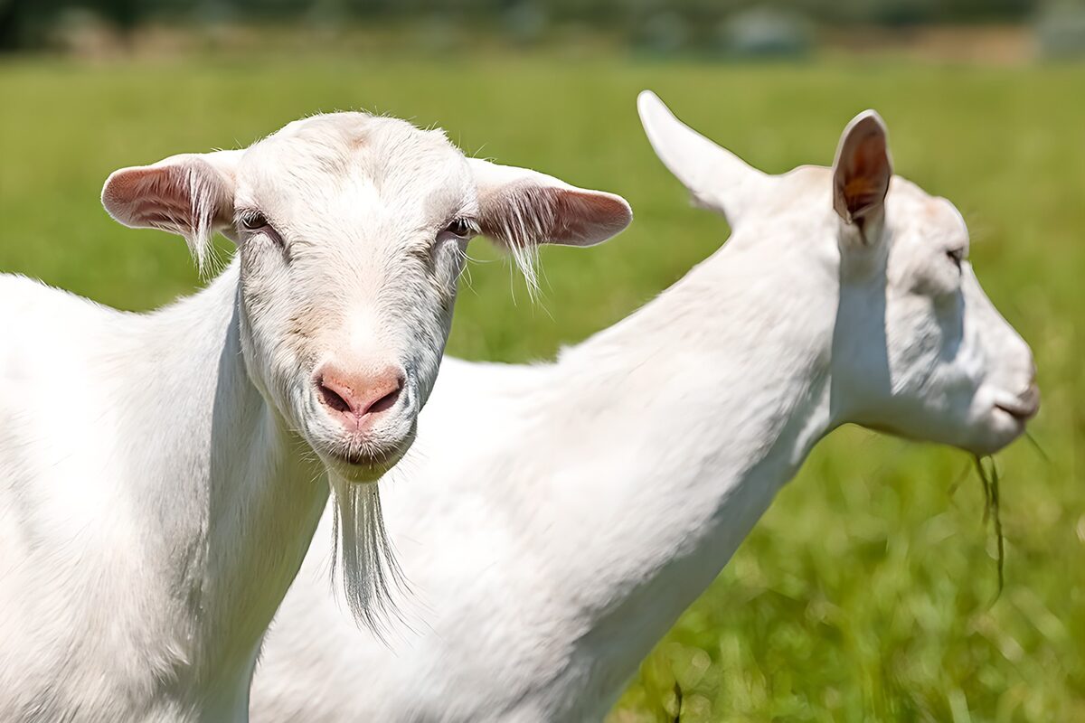 Two white goats in a green pasture