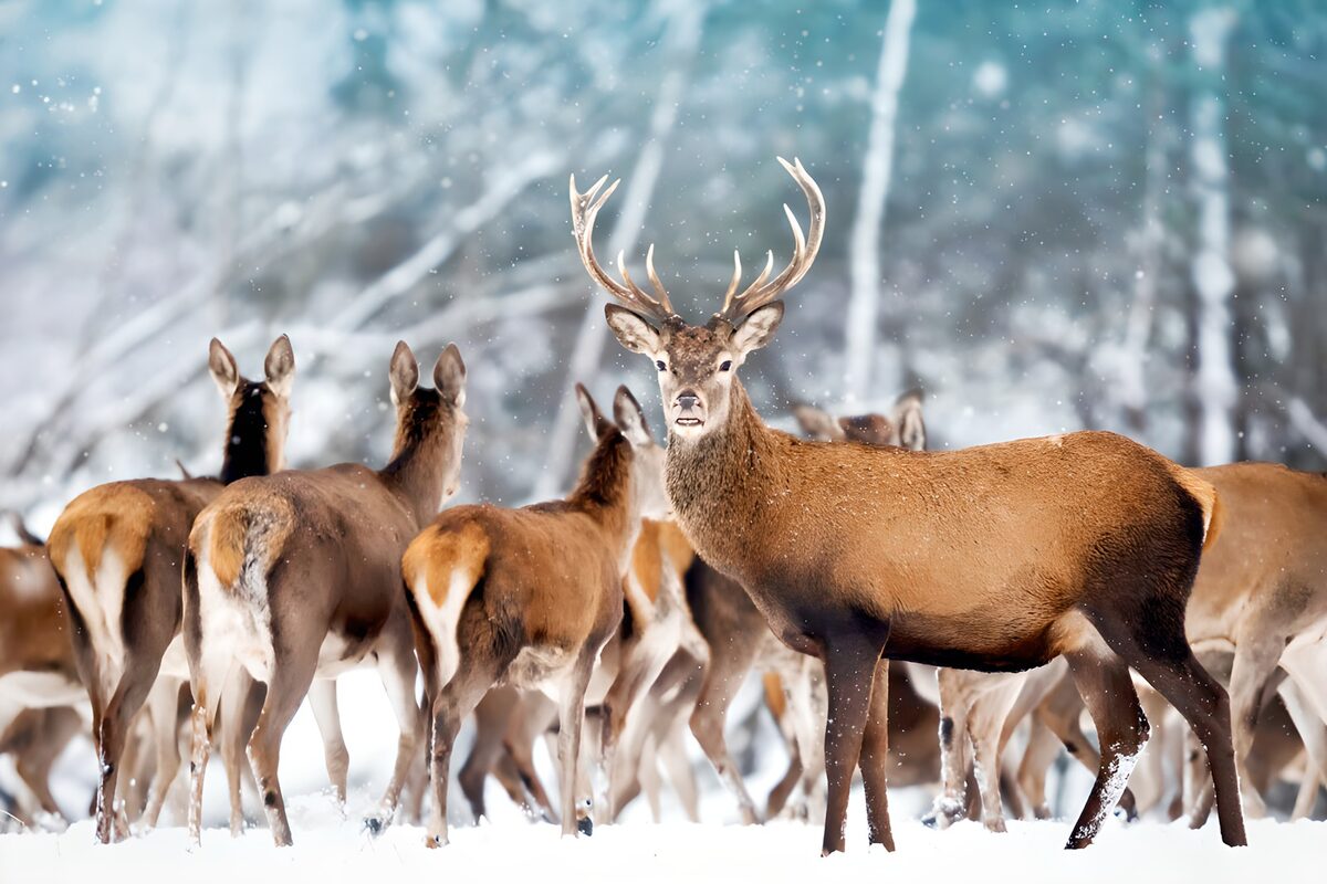 Red deer herd in the falling snow
