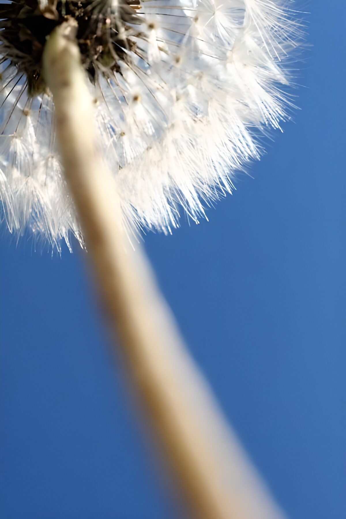 Dandelion seed head against a blue sky