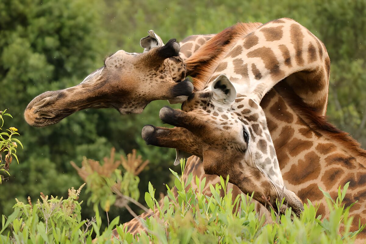Two giraffes close among the leaves