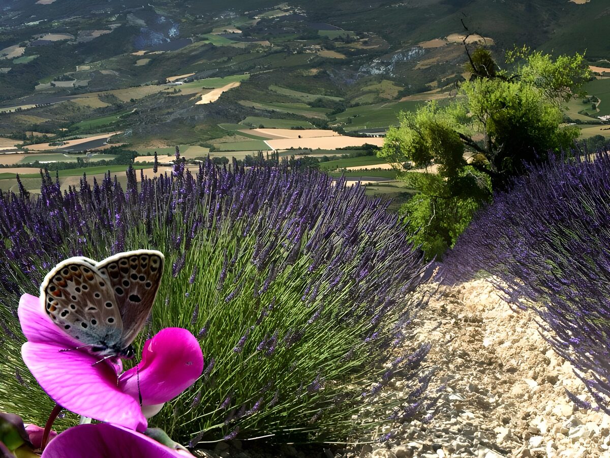 Butterfly and lavender in summer sun