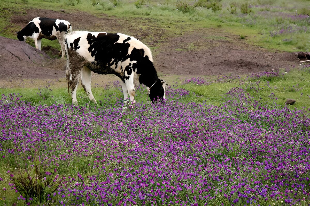 Black-and-white cows in a purple meadow
