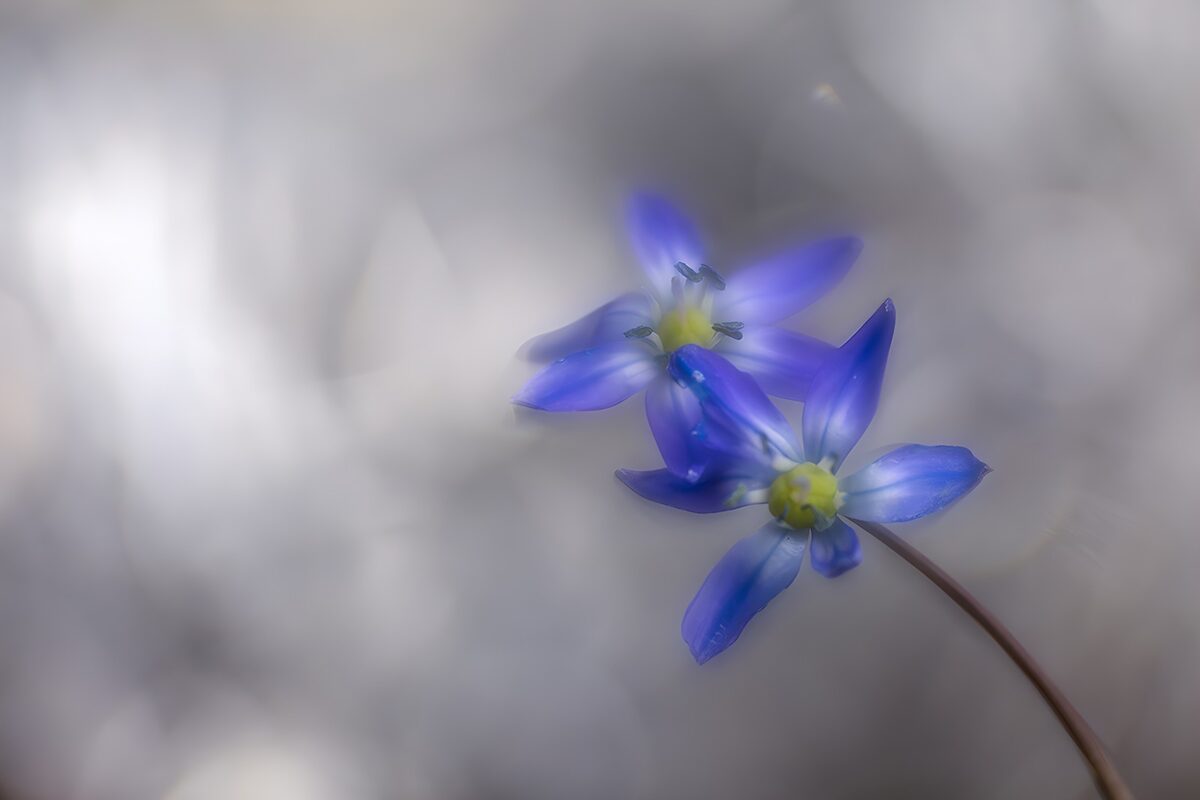 Two blue-violet flowers in soft focus