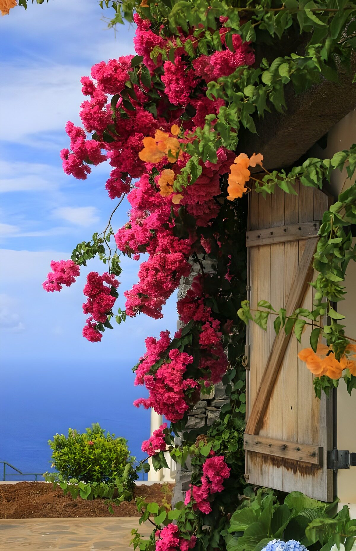 Pink flowers and a shutter by the sea