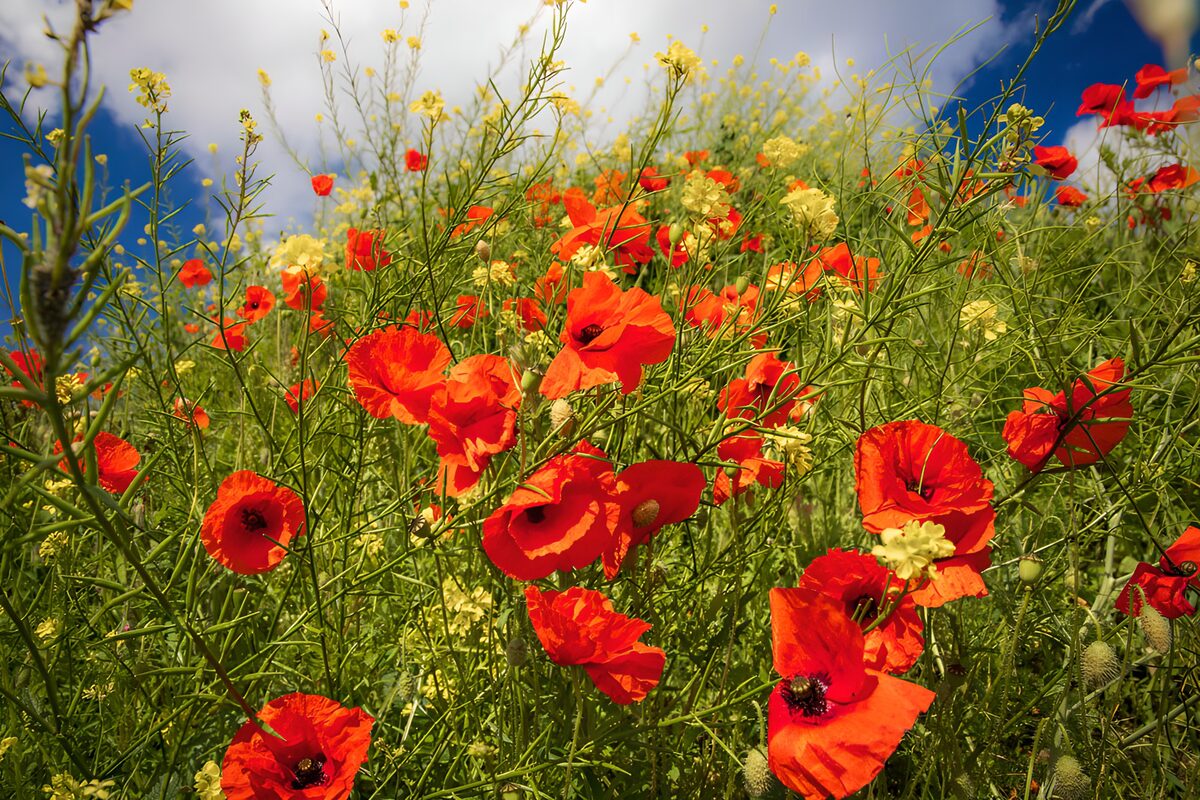 Sunlit red poppies and yellow flowers