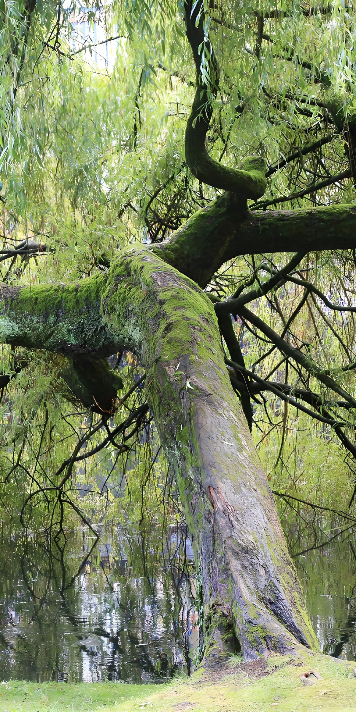 Weeping willow over quiet water