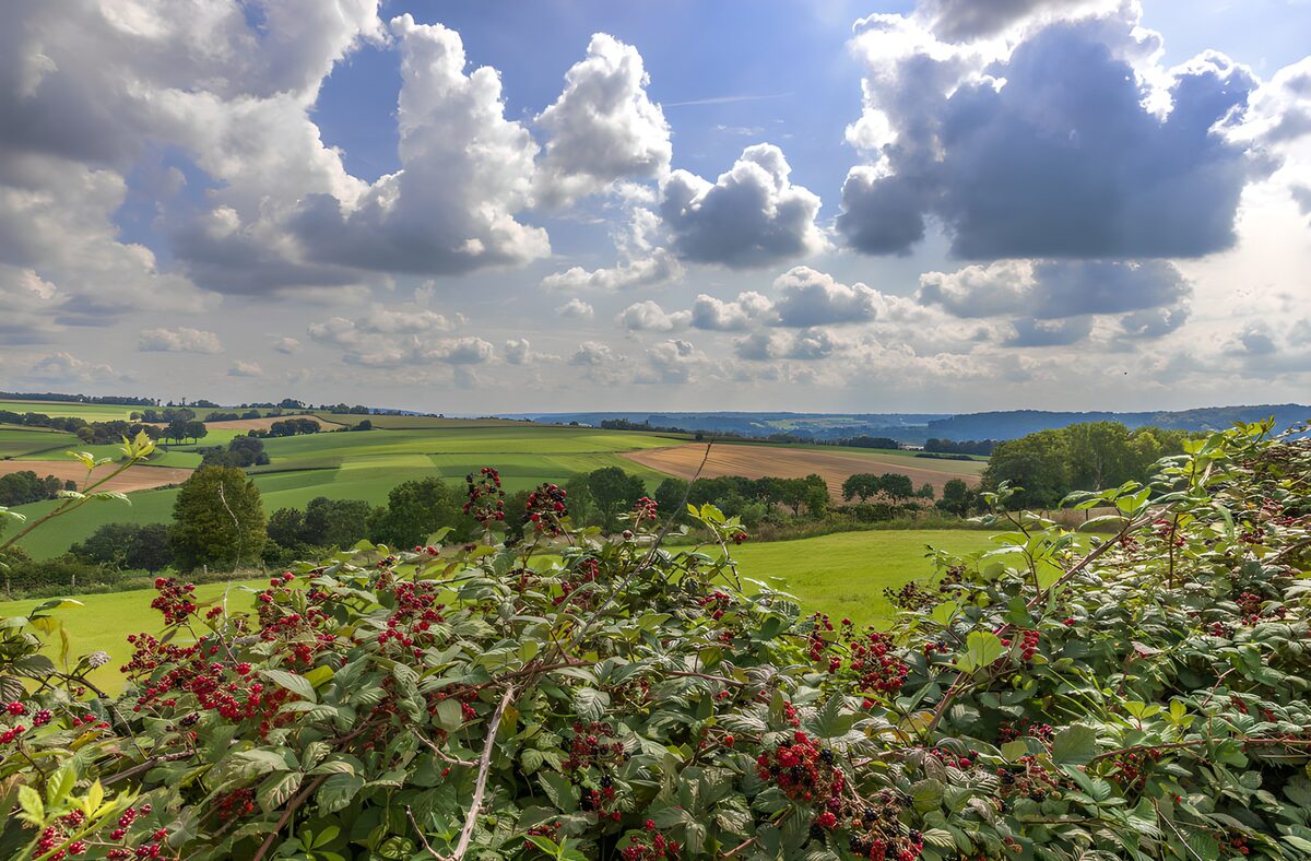 Blackberry bushes and rolling fields