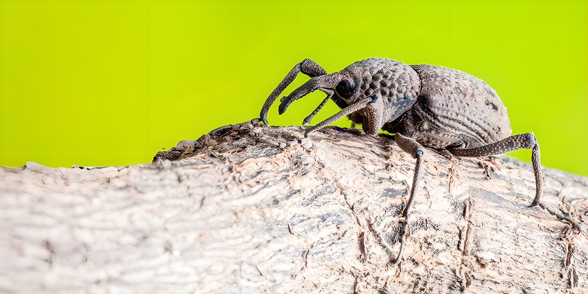 Grey-brown weevil on weathered wood