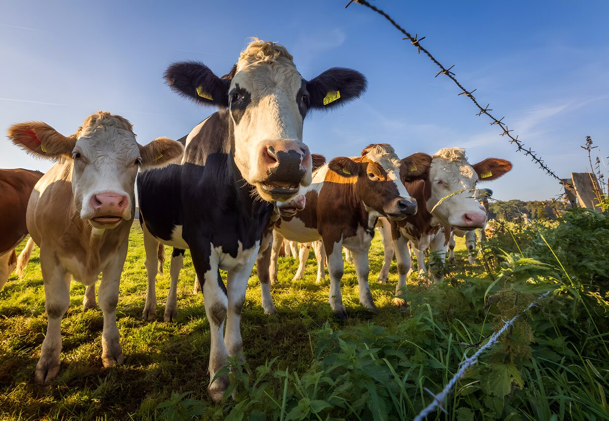 Cattle gathered in a wash of golden light