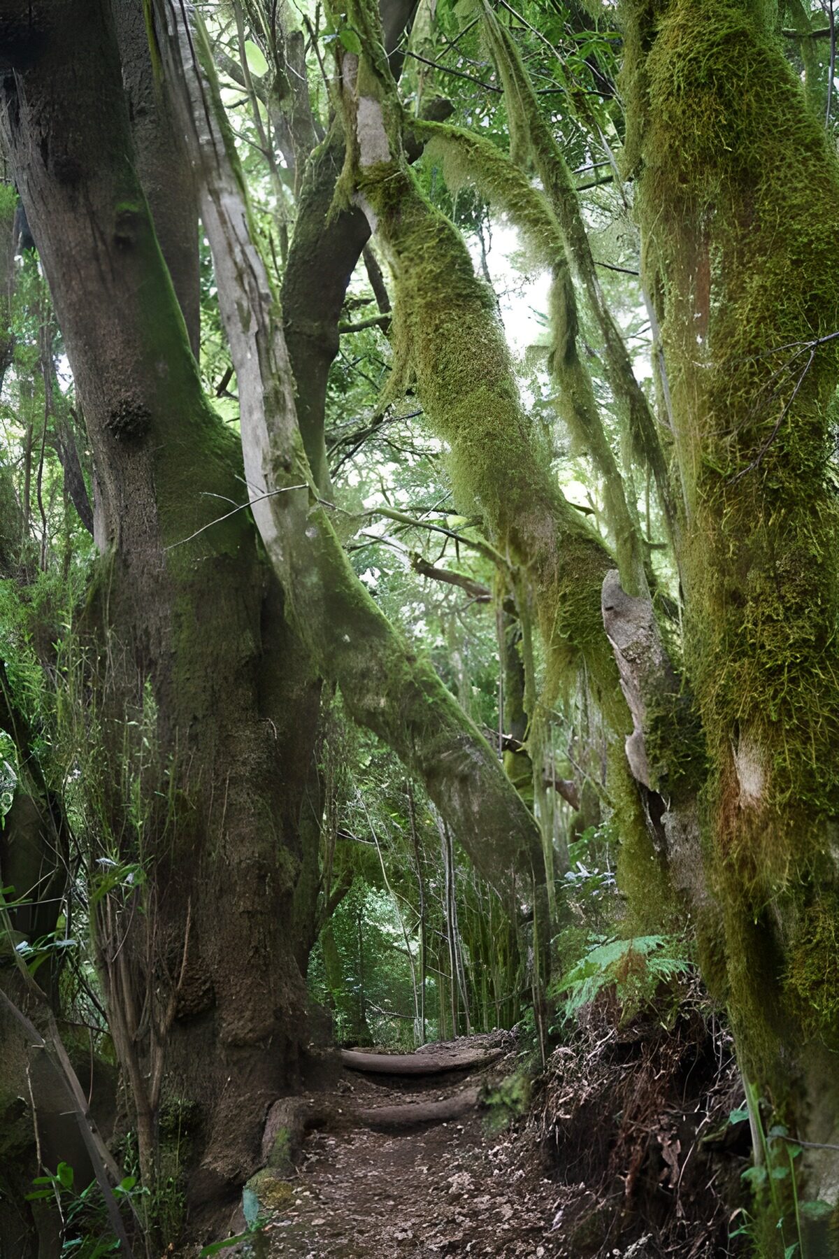 A shaded path through moss-covered trees