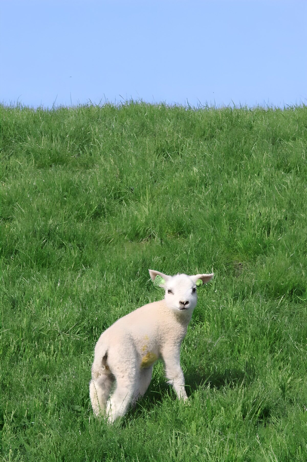 White lamb in sunlit meadow grass