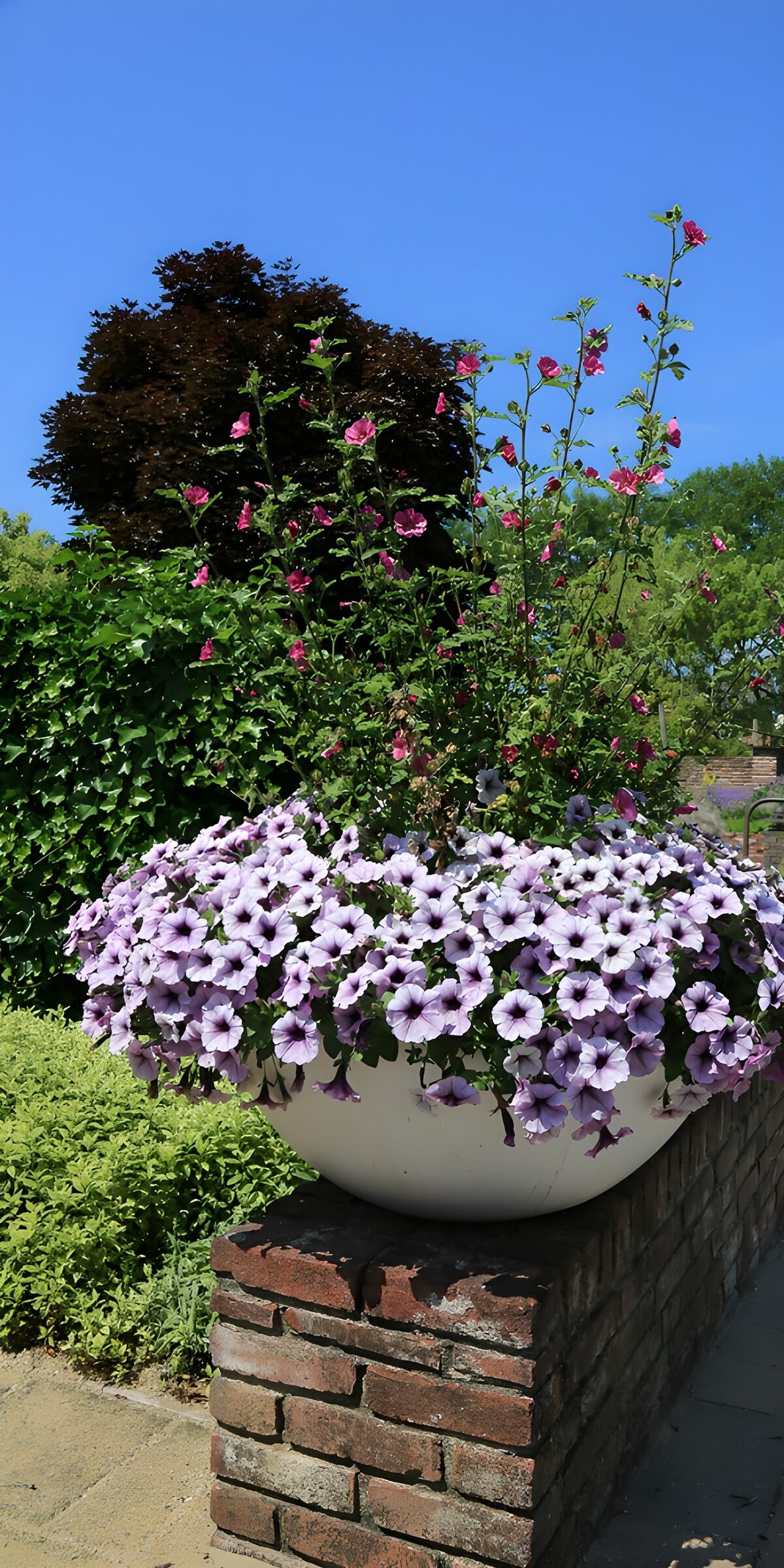 Lavender petunias on a sunlit brick wall