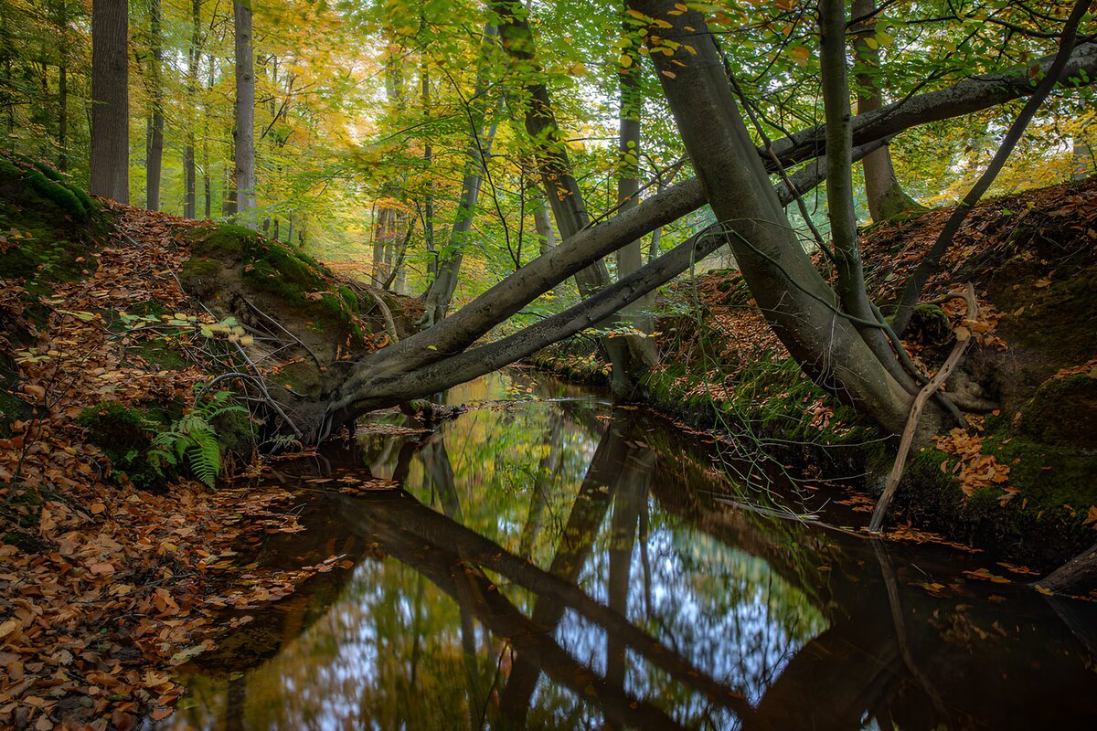 Quiet woodland stream in autumn