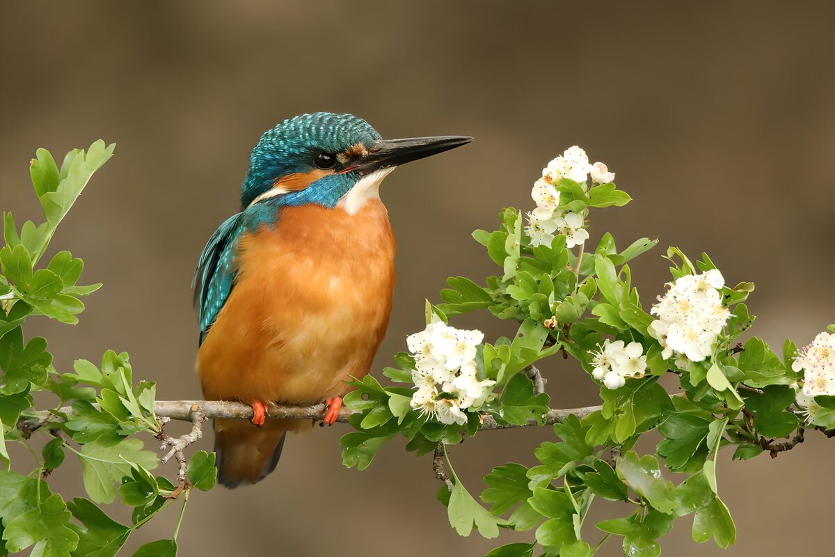 Kingfisher at rest among white blossom