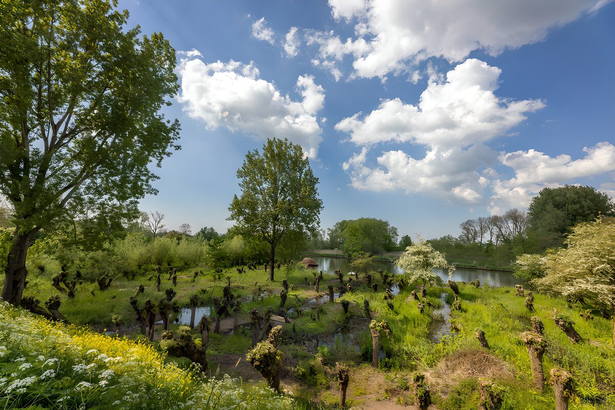Pollarded trees by a sunlit pond