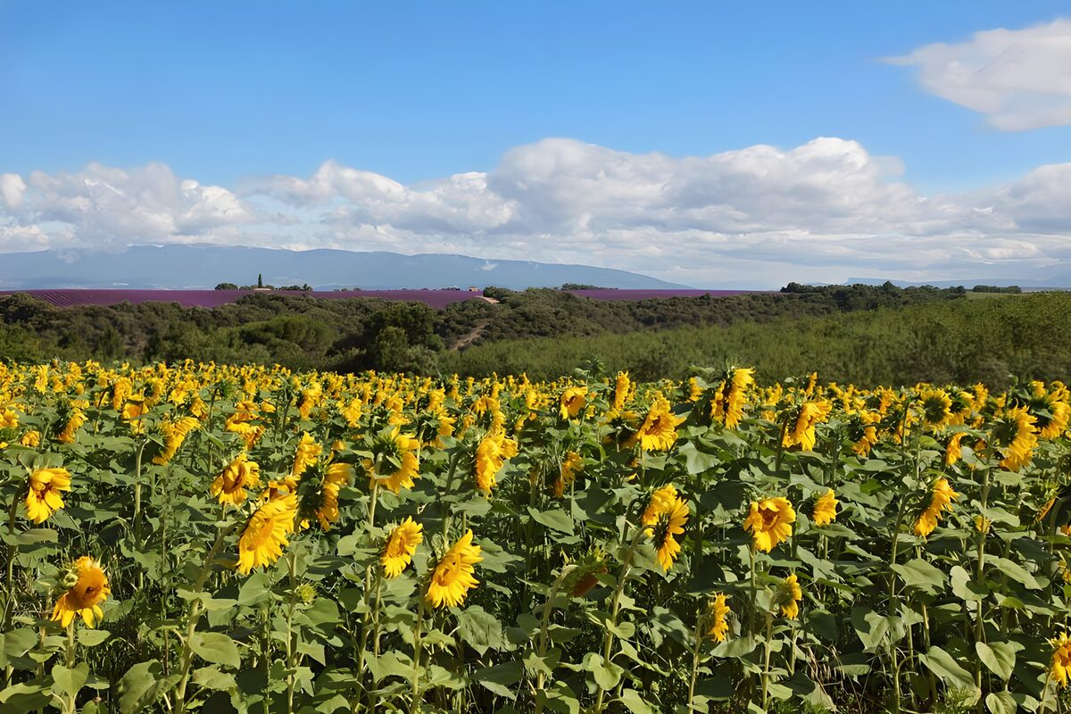 Sunflower field beneath a cloudy blue sky