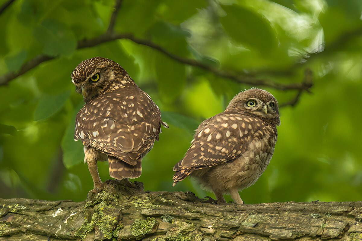 Two little owls on a quiet branch