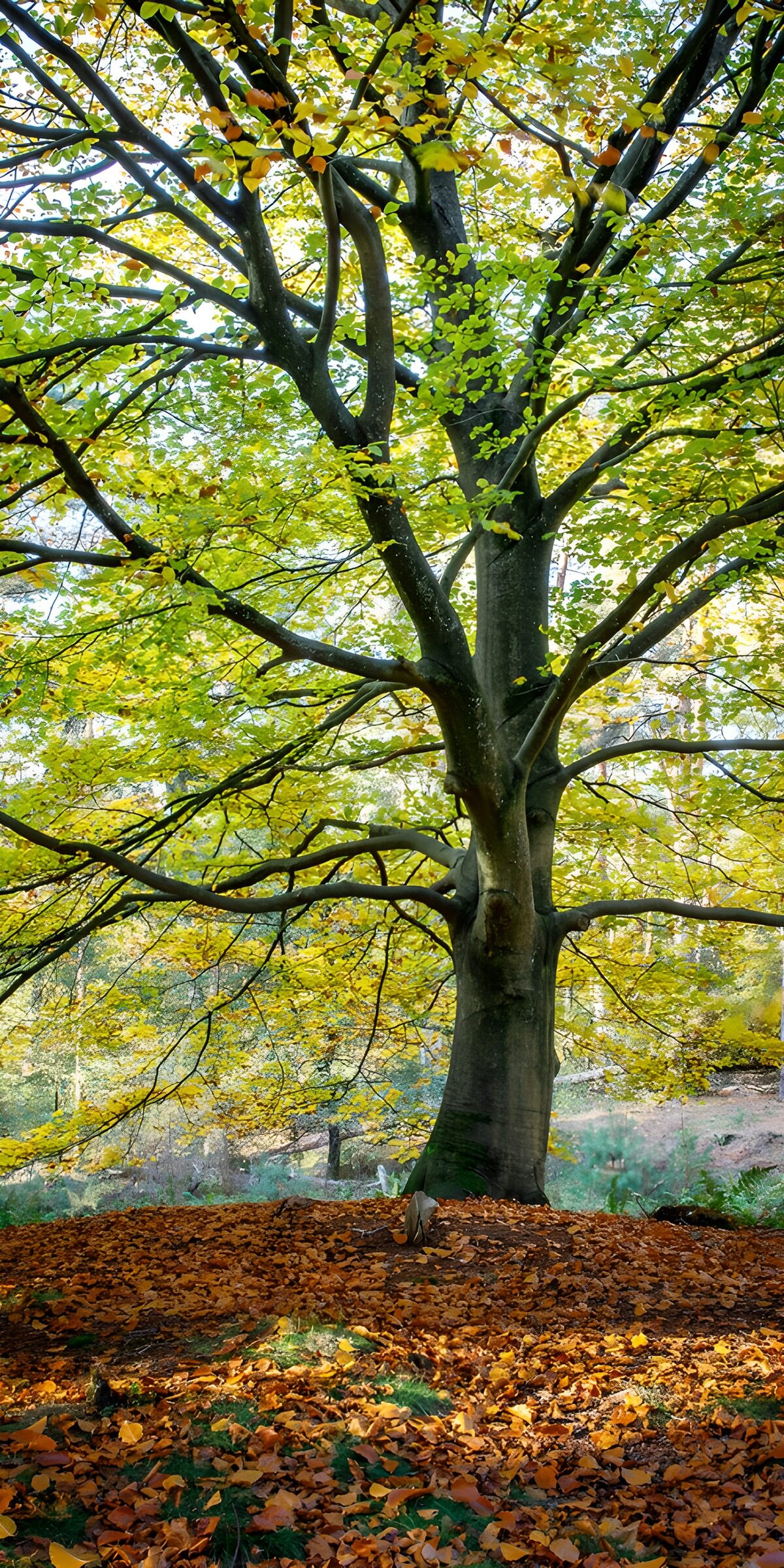Autumn beech in dappled light