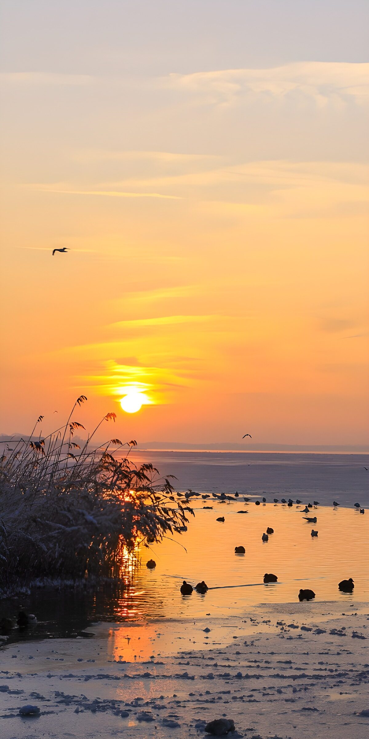 Winter sunset over ice and waterbirds