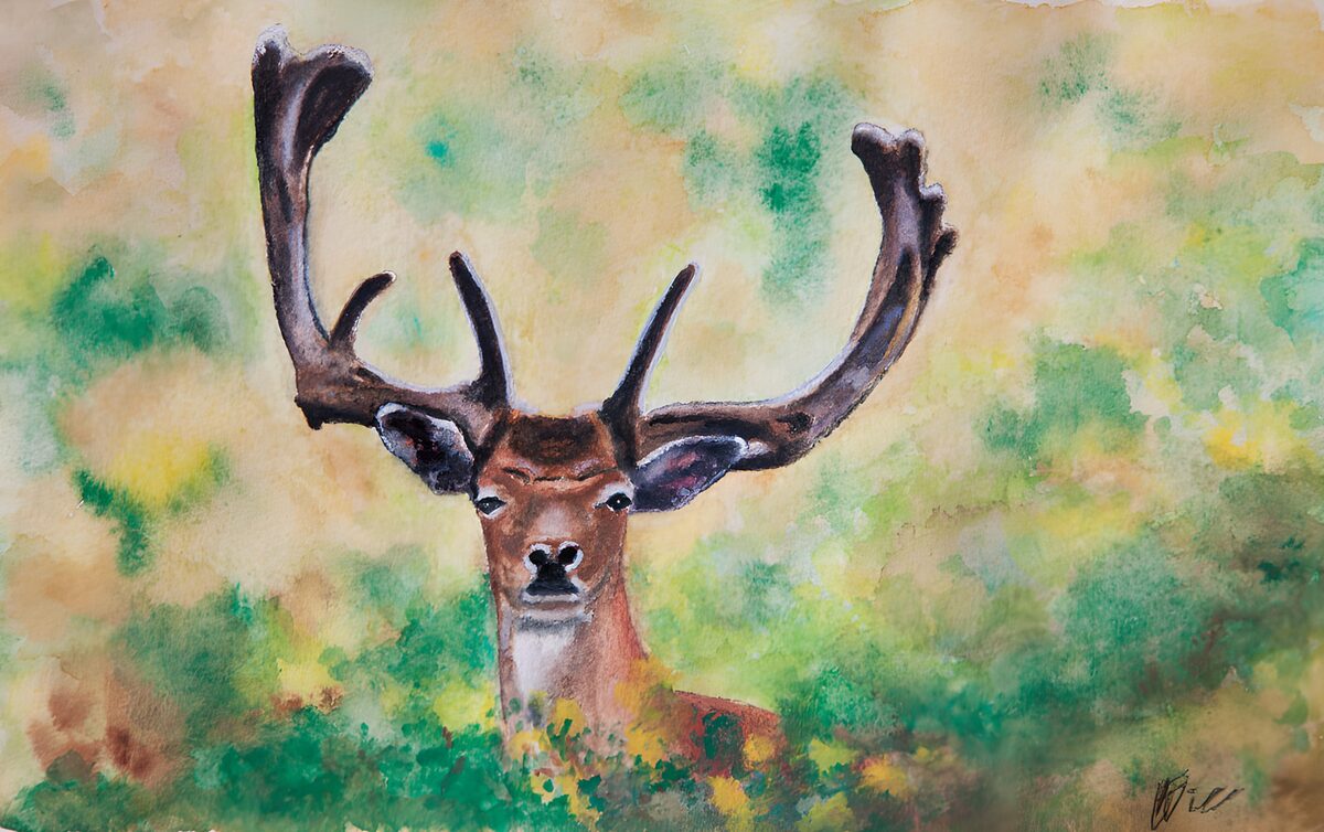 Watchful stag in warm watercolour