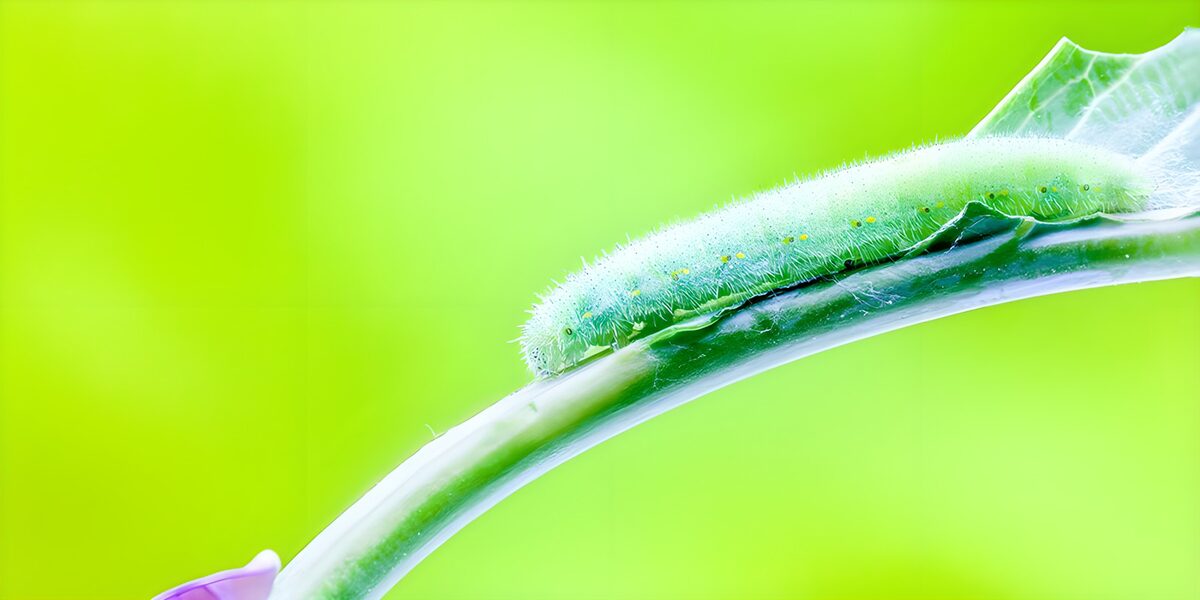 Caterpillar in a haze of lime