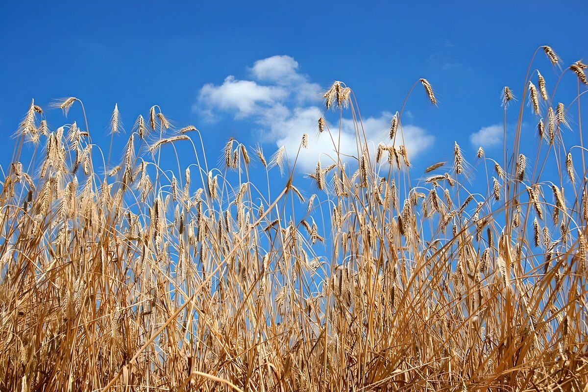 Golden grain beneath a blue summer sky